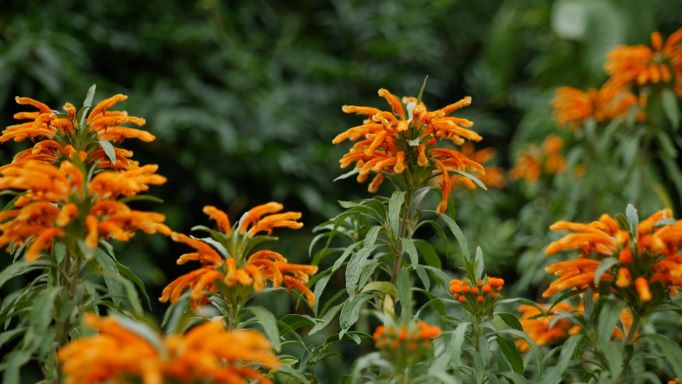 Get It Growing: Lion’s tail has bright orange flowers that attract butterflies